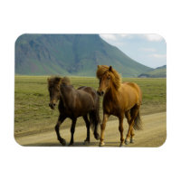 Une paire de poneys islandais Brown
