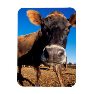 Magnet Flexible Une vache jersiaise curieuse