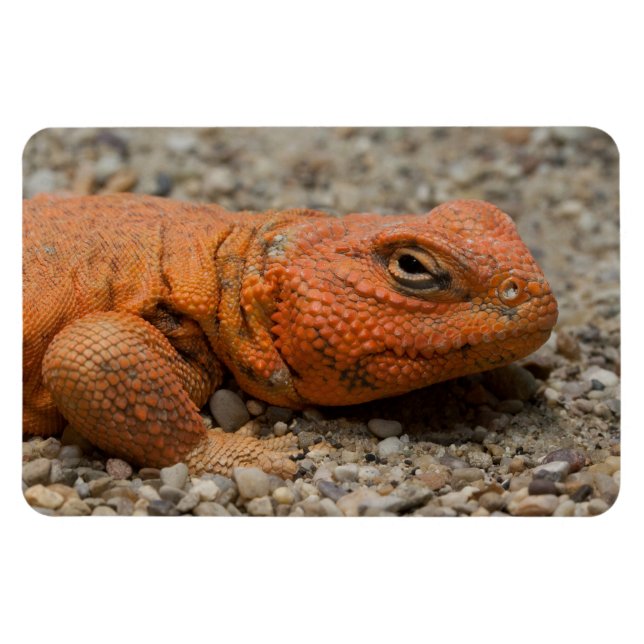 Magnet Flexible Uromastyx geyri (Horizontal)