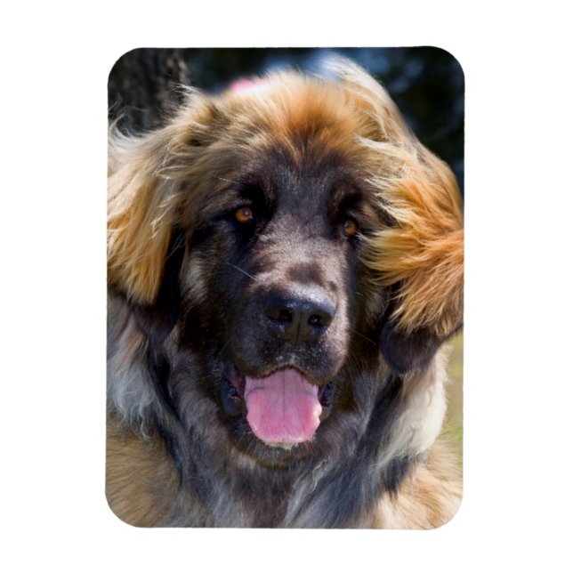 Magnet Flexible USA, Californie. Portrait De Leonberger Assis (Vertical)