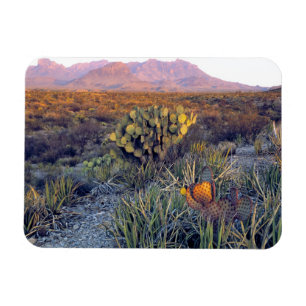 Magnet Flexible USA, Texas, Big Bend NP. Un crépuscule rose sable