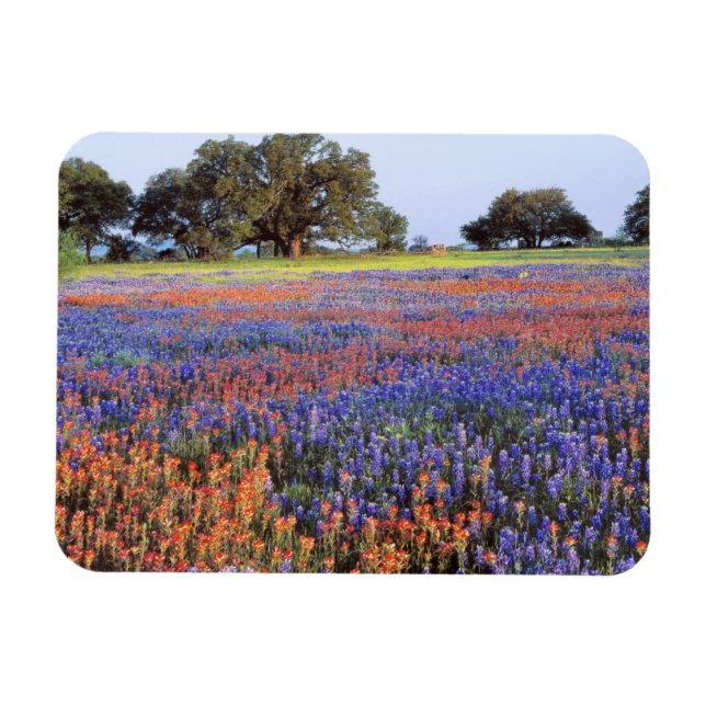 Magnet Flexible USA, Texas, Llano. Bluebonnets et redbonnets (Horizontal)