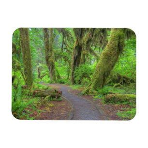 Magnet Flexible USA, Washington, Olympic National Park, Hoh Rain