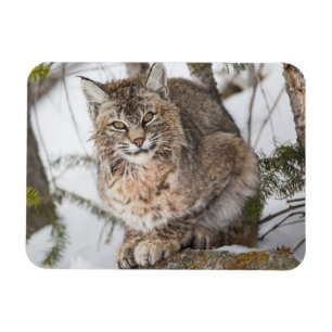 Magnet Flexible USA, Wyoming, Parc national de Yellowstone, Bobcat