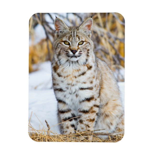 Magnet Flexible USA, Wyoming, Portrait de Bobcat (Vertical)