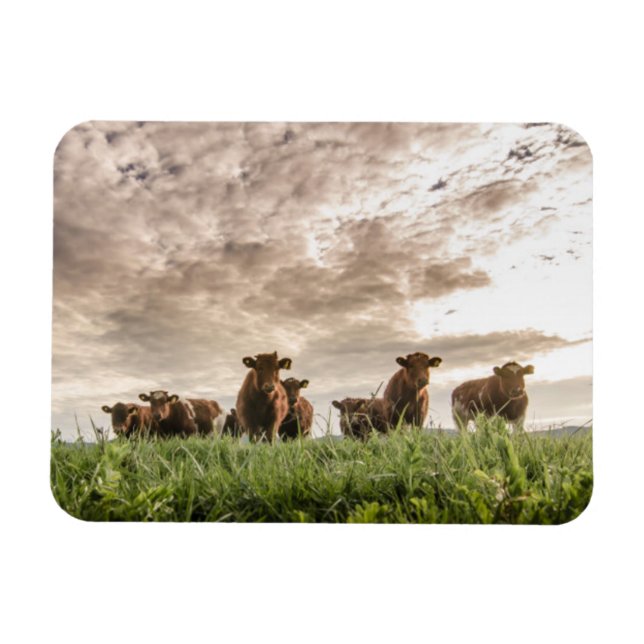 Magnet Flexible Vaches (Horizontal)
