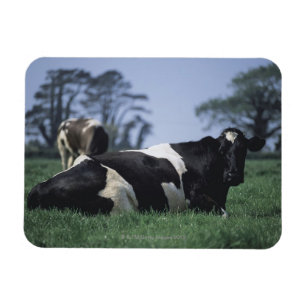 Magnet Flexible vaches dans un pâturage