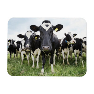 Magnet Flexible Vaches debout dans une rangée regardant la caméra