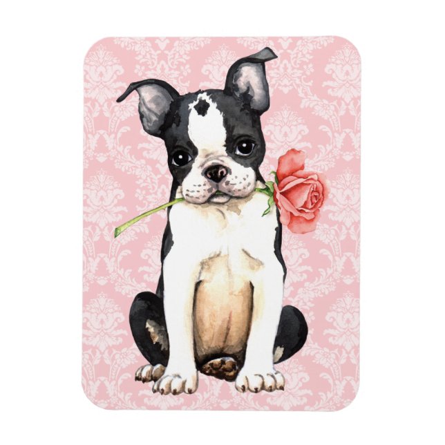 Magnet Flexible Valentine Rose Boston Terrier (Vertical)