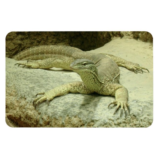 Magnet Flexible Varanus gouldii (Horizontal)