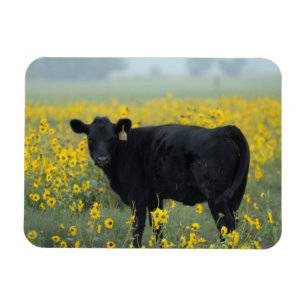 Magnet Flexible Veau noir dans un champ de tournesols