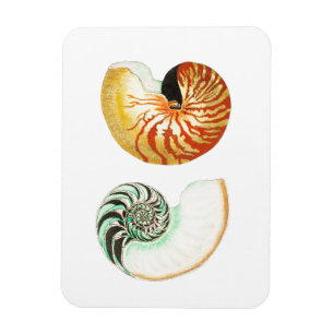 Magnet Flexible vie marine "NAUTILUS" MARQUE PHOTO DE SAISHELL