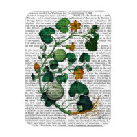 Vigne de squash 2