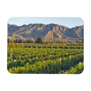 Magnet Flexible vignes de Cabernet Sauvignon à Huailai Rongchen 2