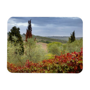 Magnet Flexible Vignoble près de Montalcino, Toscane, Italie