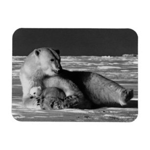 Magnet Flexible Vintage USA Alaska mère ours polaire 1970