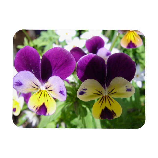 Magnet Flexible Viola violet Pansy Jolie carte fleurie (Horizontal)