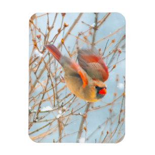 Magnet Flexible Vol Cardinal Nord - Photo originale
