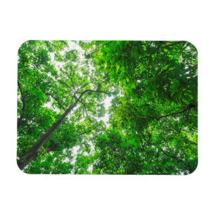 Magnet Flexible Vue ascendante d'arbres