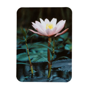 Magnet Flexible Vue rapprochée de nénuphar à Inle Lake