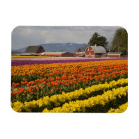 WA, vallée de Skagit, champs de tulipes en fleurs,