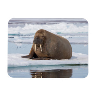 Magnet Flexible Walrus resting on ice, Norway