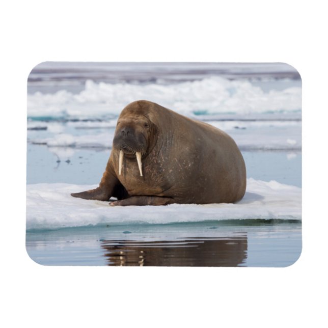 Magnet Flexible Walrus resting on ice, Norway (Horizontal)