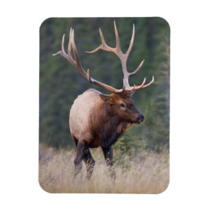Magnet Flexible Wapiti des Montagnes Rocheuses