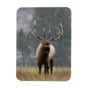 Magnet Flexible Wapiti mâle bramant, Parc national de Yellowstone,