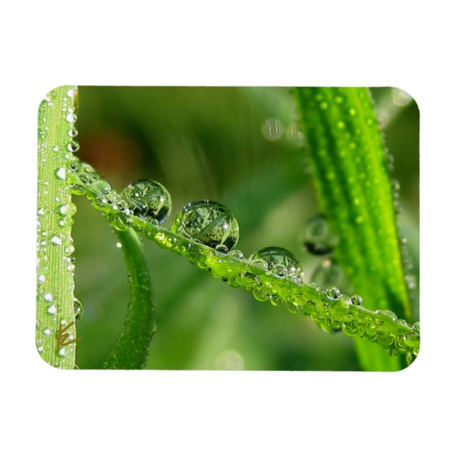 Magnet Flexible Water Drops on Green Grass Lush, Peaceful, Nature (Horizontal)