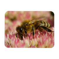 Western Honey Bee Macro