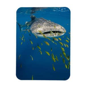 Magnet Flexible Whale Shark with fish, Indonésie