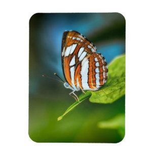 Magnet Flexible White and Orange Striped Butterfly