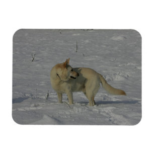 Magnet Flexible White German Shepherd in the Snow