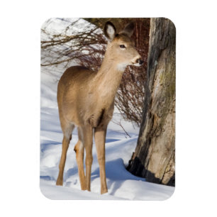 Magnet Flexible White-tailed Deer (Close Up)