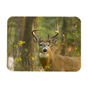 Magnet Flexible Whitetail Deer Buck Whitefish, Montana