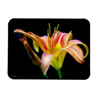 Magnet Flexible Wild Daylily On A Dark Morning Hike