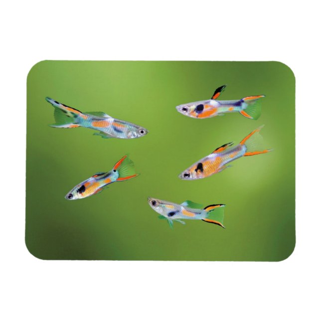 Magnet Flexible Wild Guppy (Horizontal)