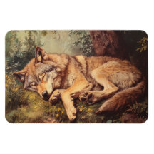 Wolf Dormir Dans La Forêt