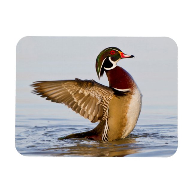 Magnet Flexible Wood Duck mal flapping wings in wetland (Horizontal)