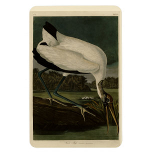 Magnet Flexible Wood Ibiss (Ibis, Stork) : Audubon Birds of Americ