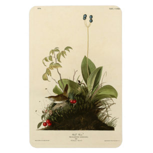 Magnet Flexible Wood Wren (House Wren), Audubon's Birds of America