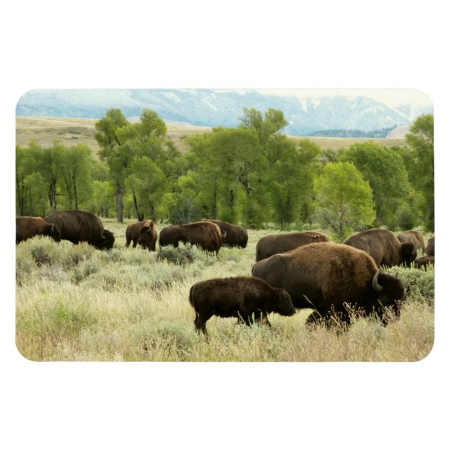 Magnet Flexible Wyoming Bison Nature Animal Photographie (Horizontal)