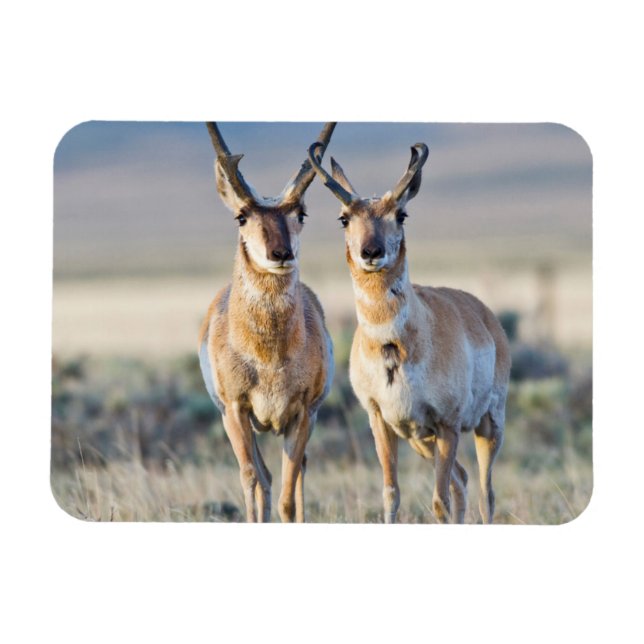 Magnet Flexible Wyoming, comté de Sublette, mâles Pronghorn (Horizontal)