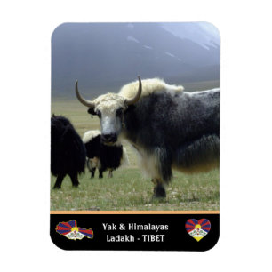 Magnet Flexible Yaks, Nomades de l'Himalaya - Tibet /Ladakh