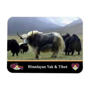 Magnet Flexible Yaks, Nomades de l'Himalaya - Tibet / Ladakh Yak