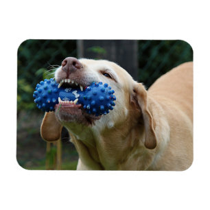 Magnet Flexible Yellow Labrador Retriever avec jouet