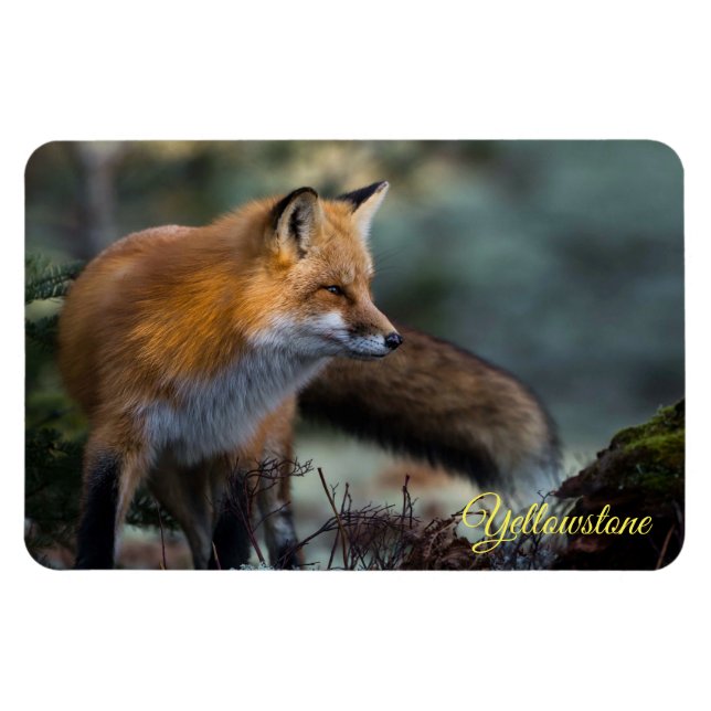 Magnet Flexible Yellowstone Magnet-Red Fox (Horizontal)