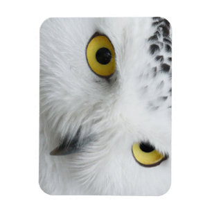 Magnet Flexible Yeux de Chouette des neiges