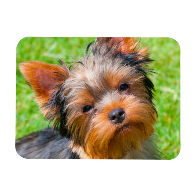 Magnet Flexible Yorkshire Terrier qui regarde vers le haut (Horizontal)